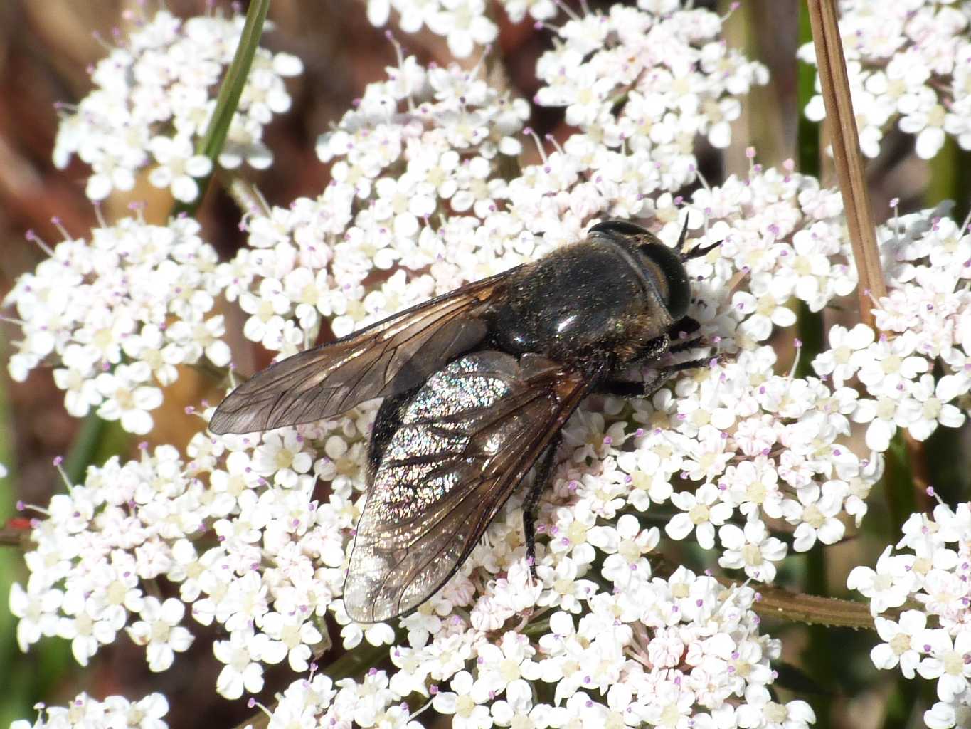 Tafano vegetariano: Dasyrhamphis sp.